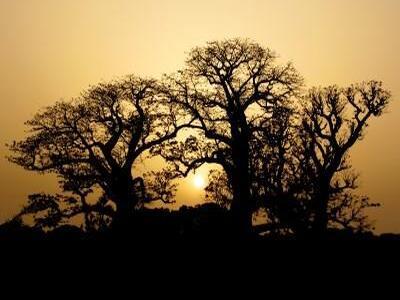 photo primaire calendriers coucher du soleil baobabs.jpg photo primaire calendriers coucher du soleil baobabs.jpg